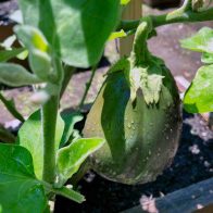 Eggplant-(2) Eggplant-(2)