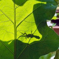 Lizard-Onna-Eggplant-Leaf-(2) Lizard-Onna-Eggplant-Leaf-(2)